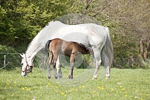 Foal drinks on pasture