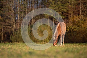 Foal eating grass in the green field