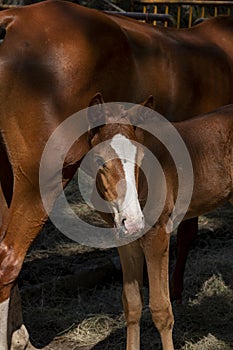 Foal a few weeks old and his mother