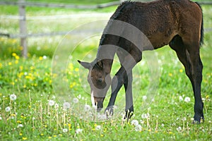 Foal in field