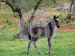 Foal in the field