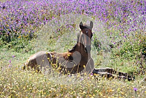 Foal in the fields photo
