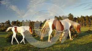 Foal following mother in New Forest