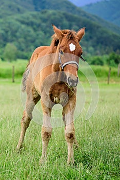 Foal on a green field