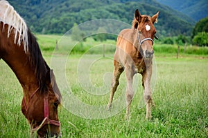 Foal on a green field