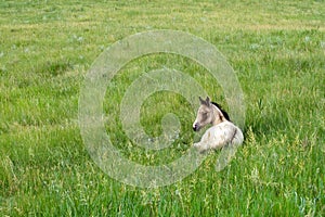 Foal In Green Pasture