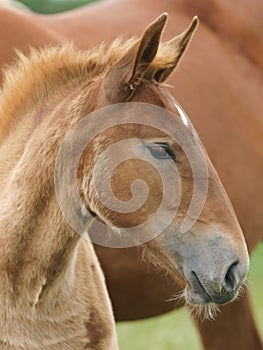 Foal Headshot