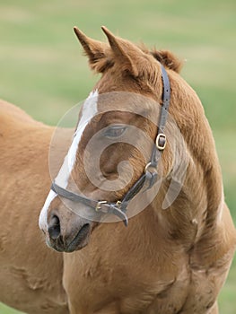 Foal Headshot