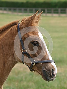 Foal Headshot