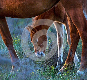 The foal with his mother.