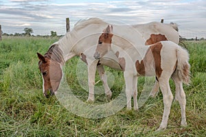 Foal with his mother in a pasture