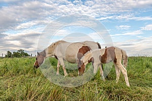 Foal with his mother in a pasture