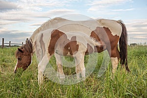 Foal with his mother in a pasture