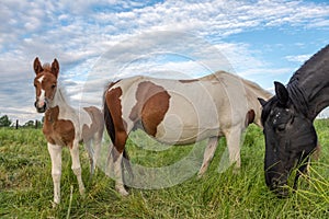 Foal with his mother in a pasture