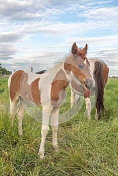 Foal with his mother in a pasture