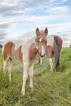 Foal with his mother in a pasture