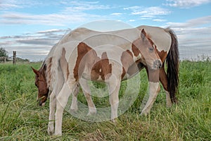 Foal with his mother in a pasture