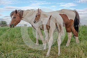 Foal with his mother in a pasture