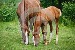 Foal horse with her mother