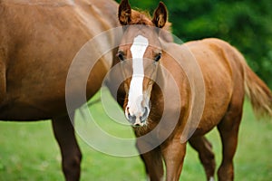 Foal horse with her mother