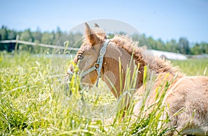 Foal horse laying in the meadow in summer landscape