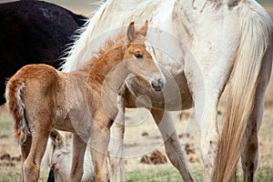 Foal and its mother