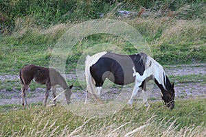 Foal with its mother photo