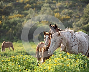 A foal and its mother in a green meadow