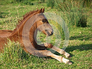 Foal Laying Down