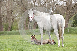 Foal lies tired next to mare