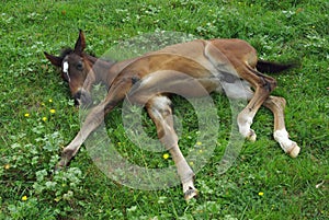 Foal from Lipitan race photo