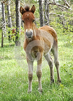 Foal in Lojsta Hed, Sweden photo