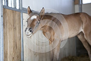 Foal looks curious