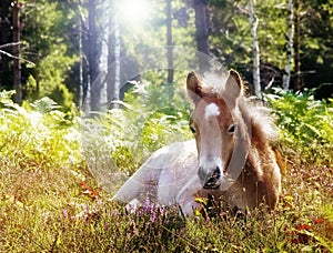 Foal lying down in the grass