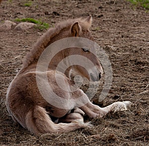 Foal lying down