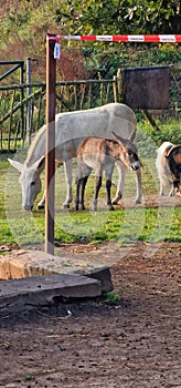 foal and mamma donkey in small farm