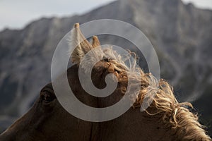 A foal with mane of golden curls