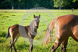 Foal and Mare