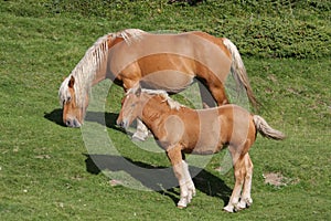 Foal and mare