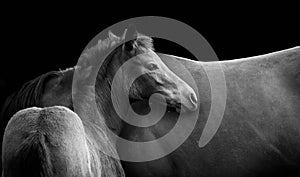 Horse wallpaper with foal isolated on black