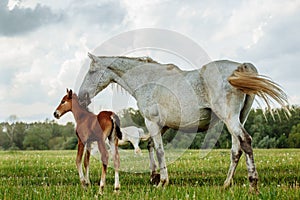 foal and mare horses white and brown in the meadow