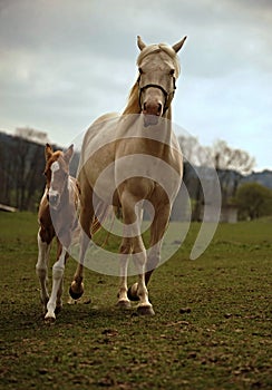 Foal and mare on the pasture