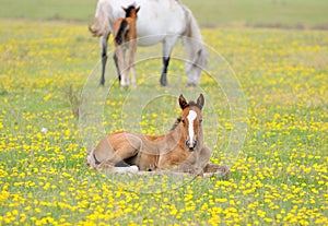 Foal with a mare on a spring meadow