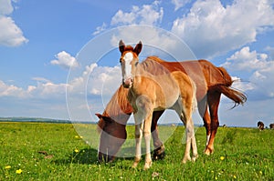 Foal with a mare on a summer pasture.