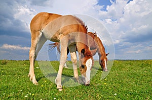 Foal with a mare on a summer pasture.