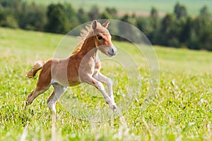 Foal mini horse Falabella