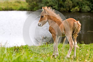 Foal mini horse Falabella