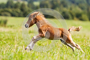 Foal mini horse Falabella