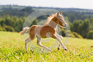 Foal mini horse Falabella