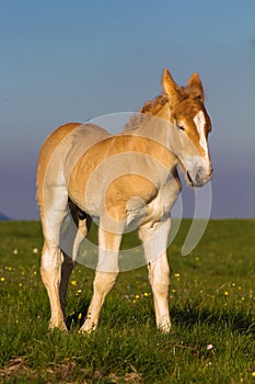 Foal mini horse Falabella